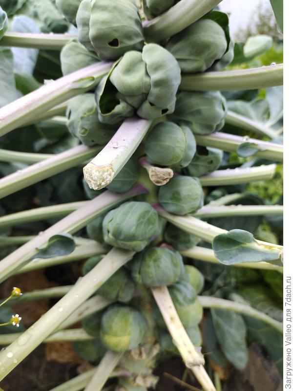 Вот таких обвешанных пальм было пять) высотой почти метр🙃