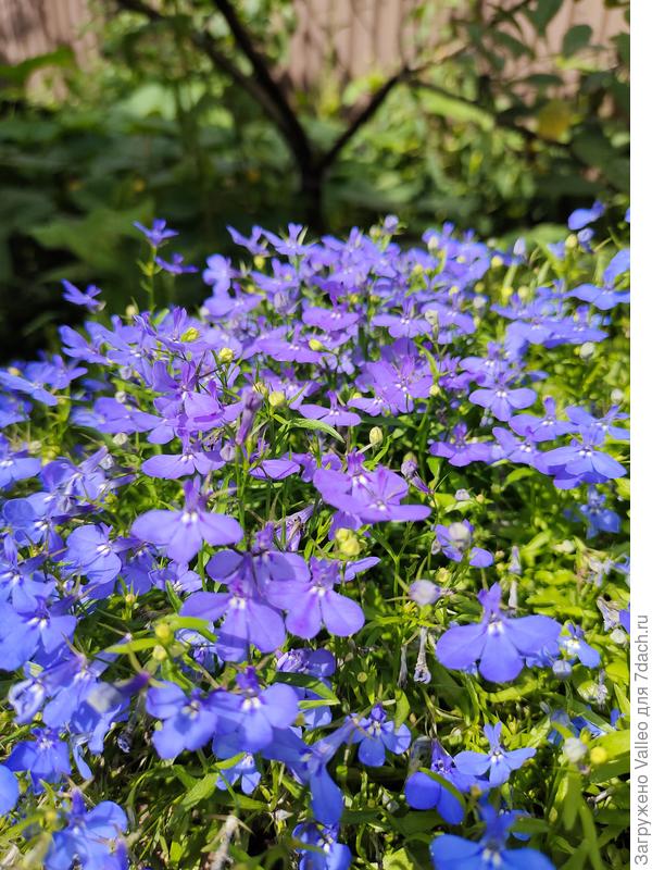 Эта красавица в вазоне