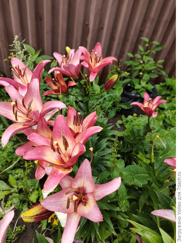 Эти красотки сменяют тюльпаны)