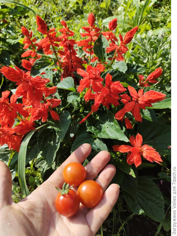 Сальвии - любимицы мужа