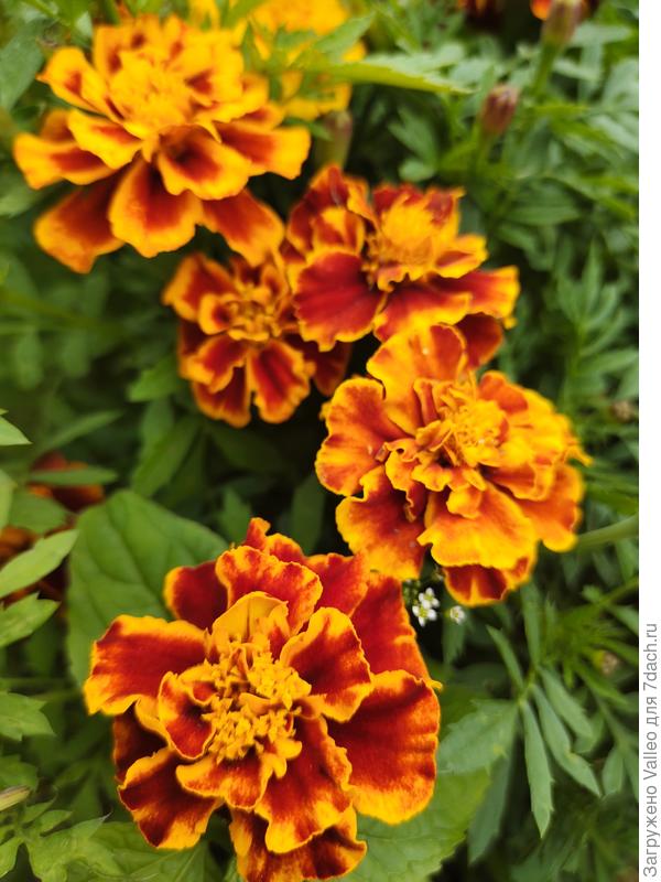 Бархоток очень много у меня