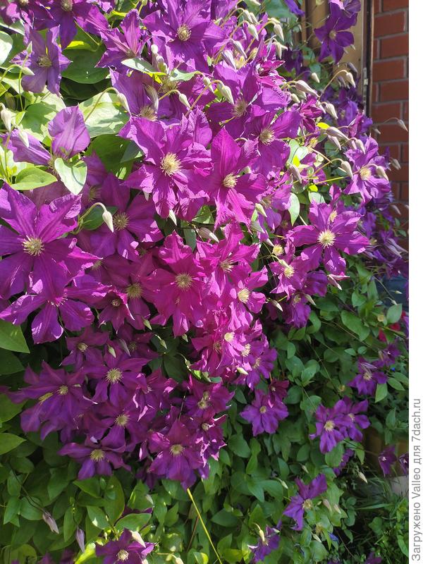 Мой любимчик)