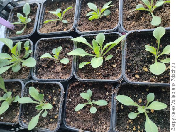 Ещё недельку и буду делать первую стрижку)))