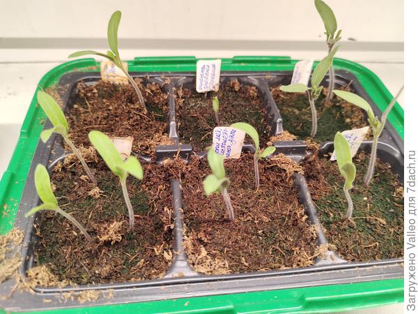 Почему то зеленеет грунт. Сеяла в торфобрикет. Может,сыро, конечно. Но поливаю редко. За две недели один раз чуть смочила землю