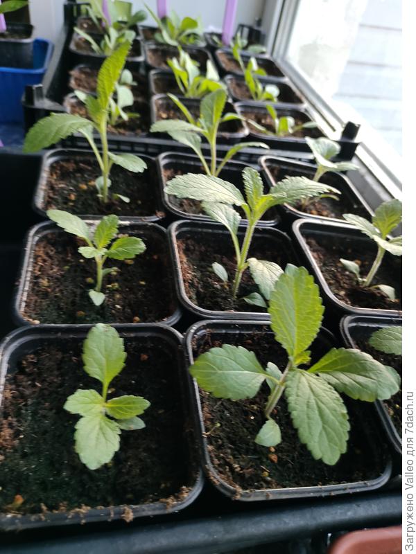 Вот, здесь они уже рослые. А им ещё месяц, как минимум, расти... Надо с ними что-то делать?