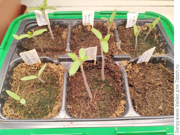 Вот тут, видите справа внизу пустая комната?))) Жду🤞🏼