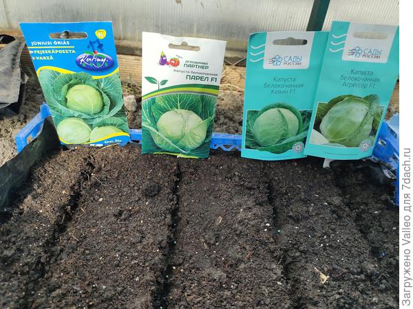 Здесь новинки. Первый в ряду сорт подарила Светочка из Венгрии. Подозреваю, что это сорт Июньская.