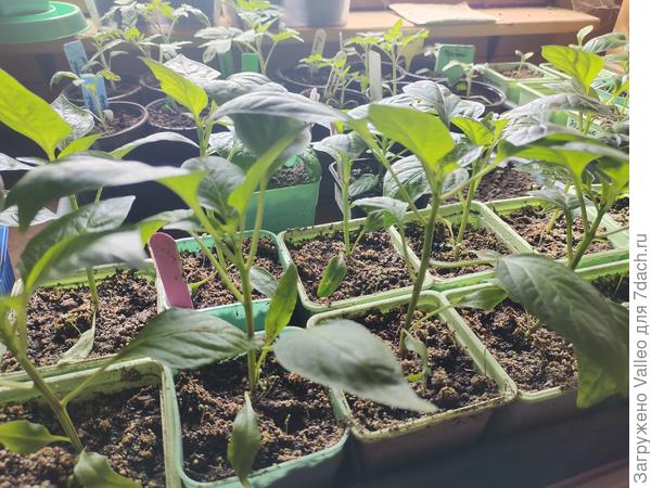 Худоваты, конечно. Но ничего)