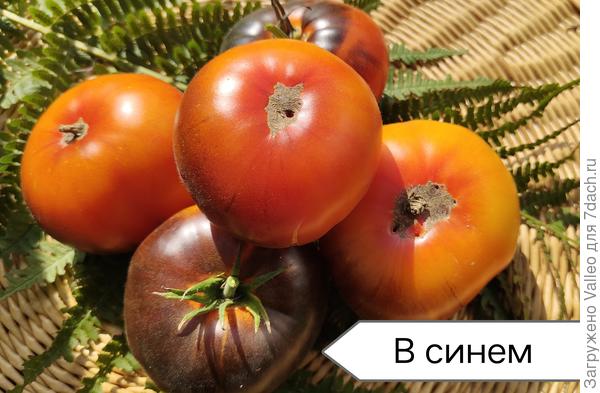 Очень урожайный и сладкий