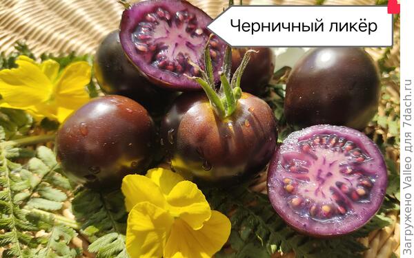 Очередной фиолетовый томат)