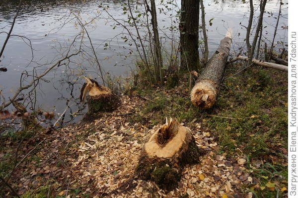 Бобровая столовая