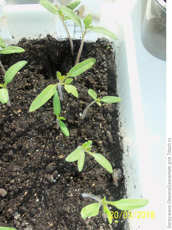 Томат Дамский угодник