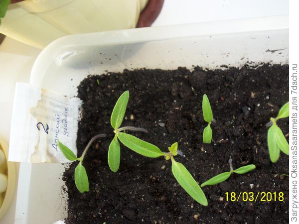 Рассада томата Дамский угодник