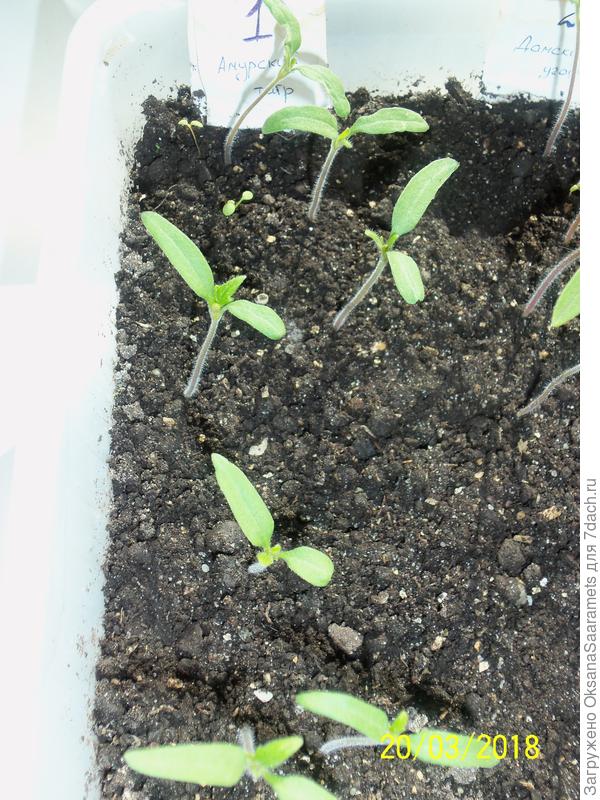 Рассада томата Амурский тигр
