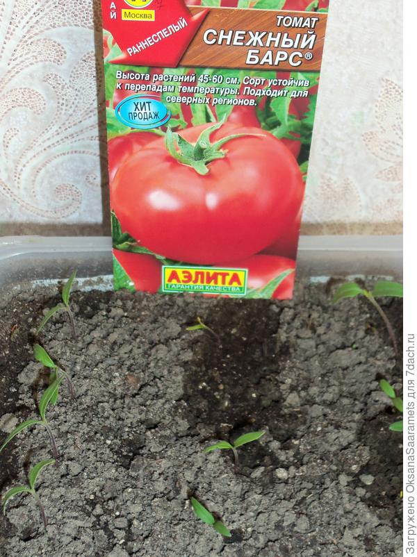 Всходы