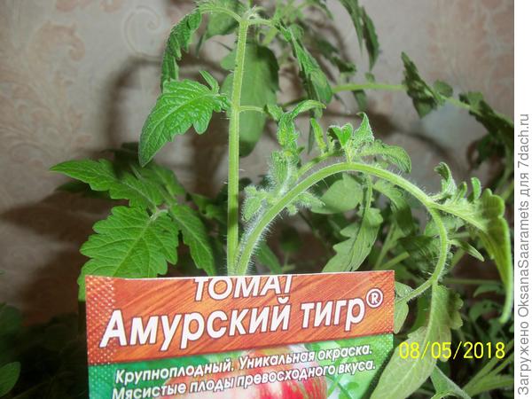 Бутончики