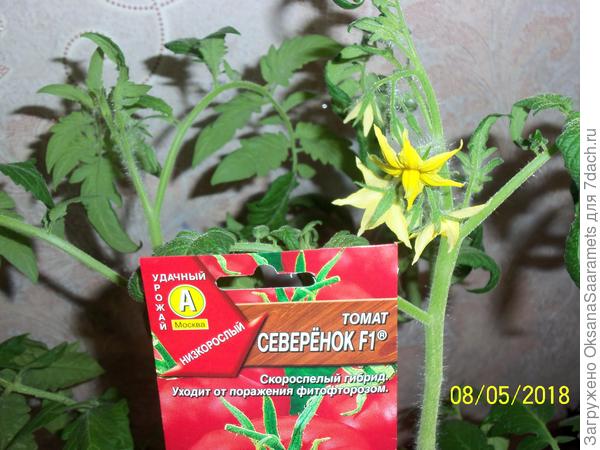 Цветёт Северёнок F1