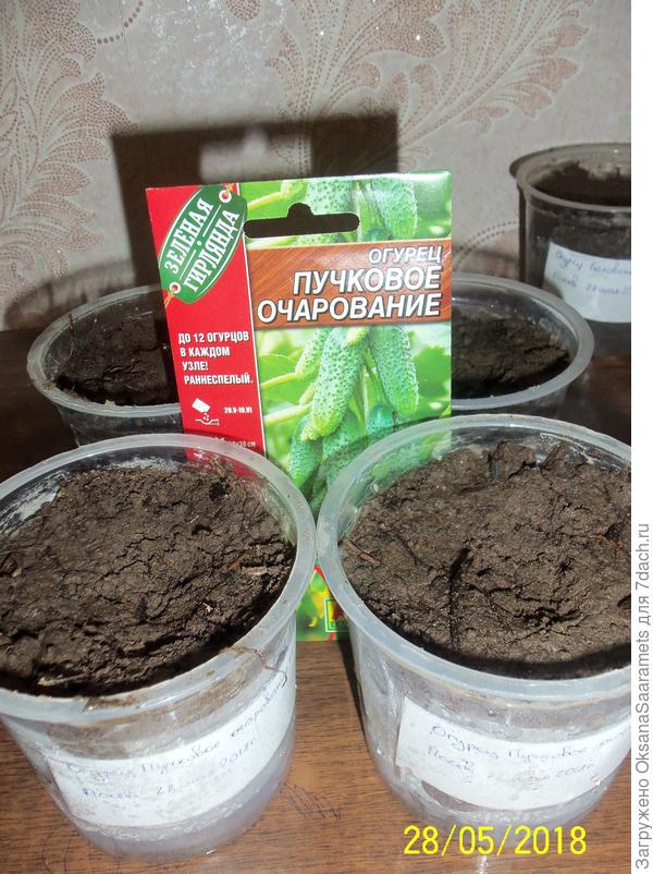 Посеянные семена