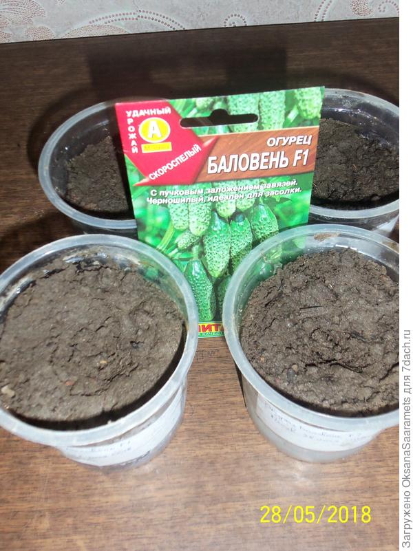 Посеянные семена