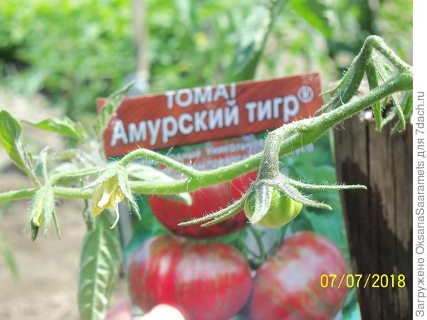 Появление завязей