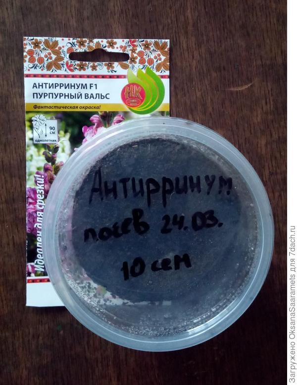 Стаканчик с посевом антирринума