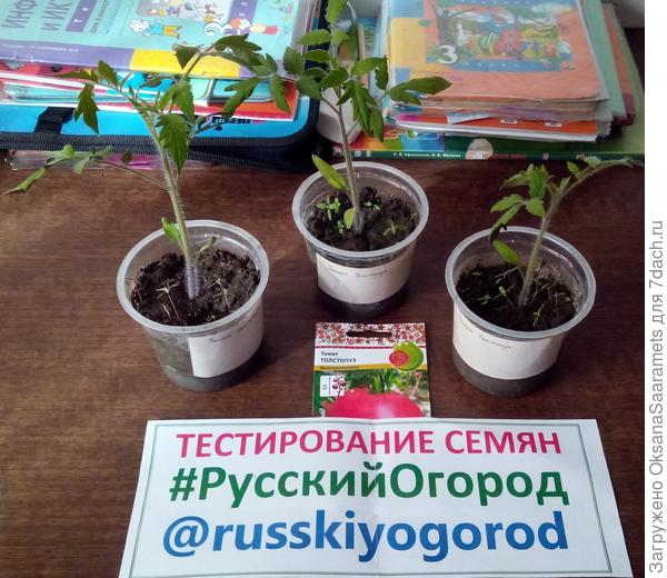 Три Толстопуза