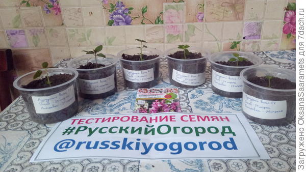 Антирринум после пикировки