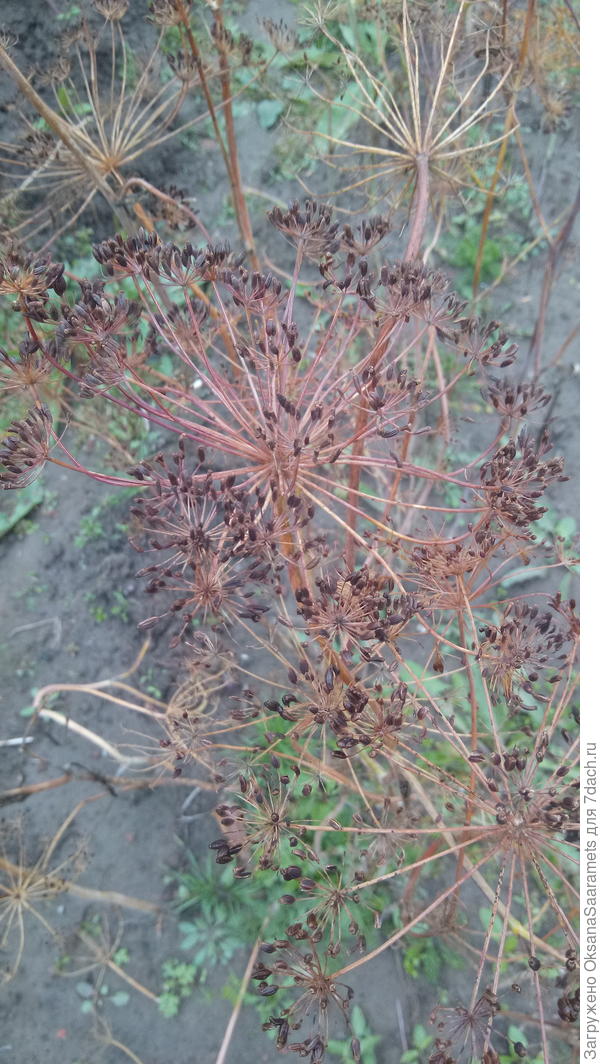 Семена почти посыпались с зонтика