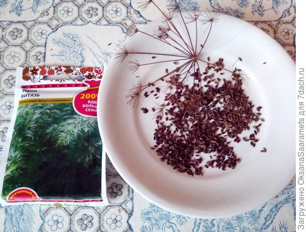 Собранные семена укропа Витязь