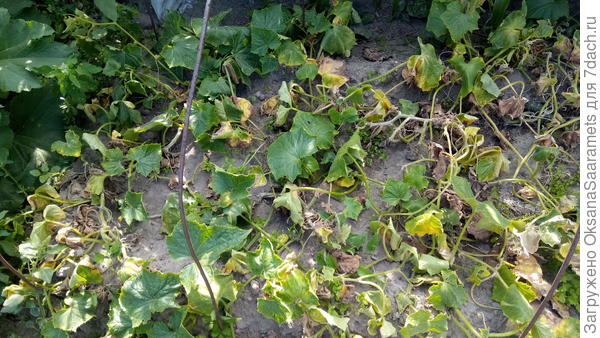 Увядающие огурцы