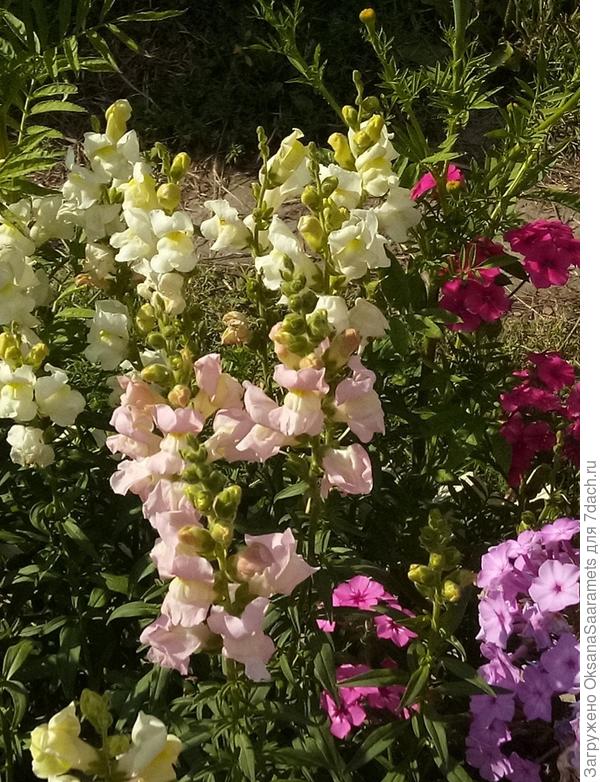 Антирринум