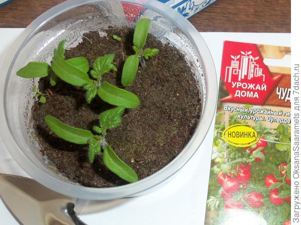 4 апреля - первые настоящие листики на "Чудо Карлике F1"