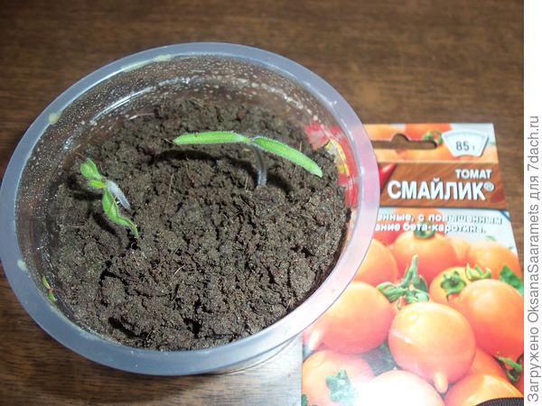 забрак