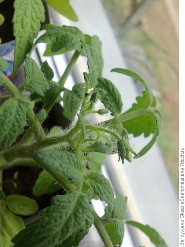 бутоны на карлике 7 мая