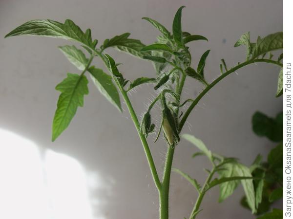 бутонизация и цветение смайлик 3 мая первая кисть - после 8 настоящего листа