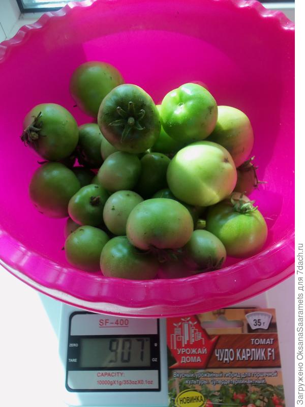 Урожай с третьего Чудо Карлика