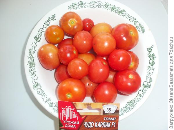 Чудо Карлик поспел!