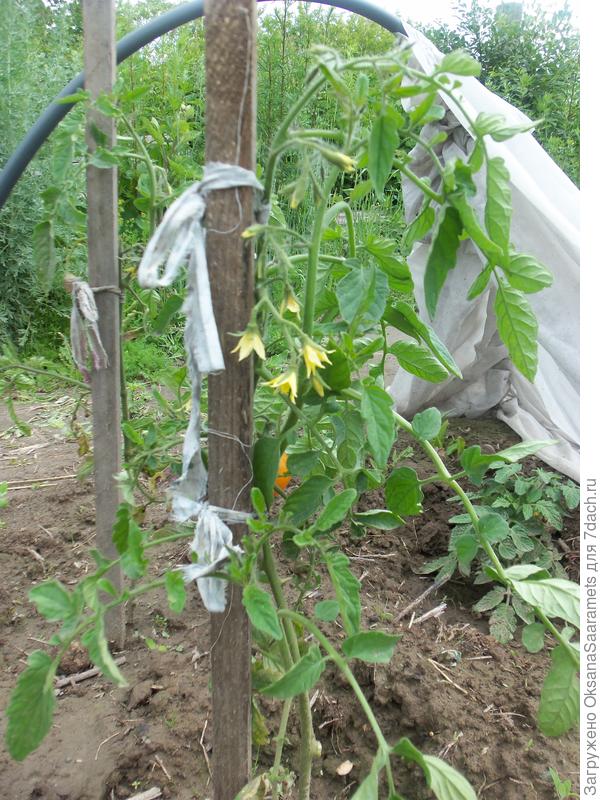 Первая помидорка