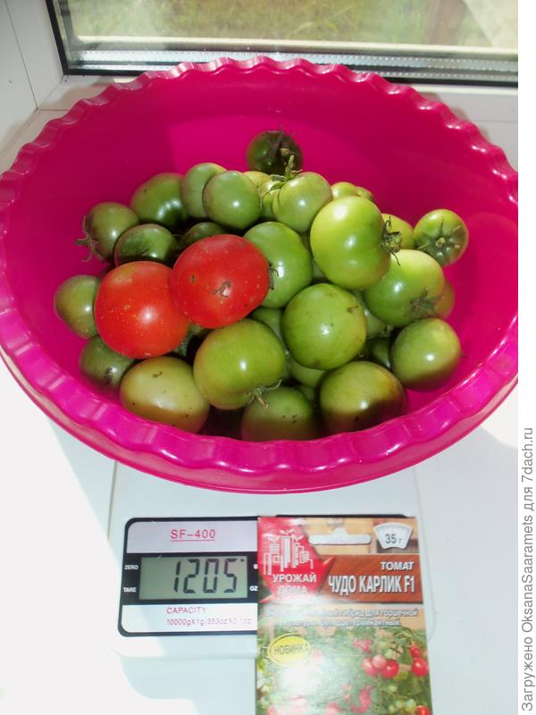 Урожай с первого Чудо Карлика