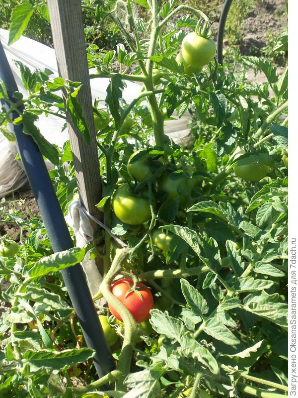 Первый спелый плод на Рубинчике - 31 июля