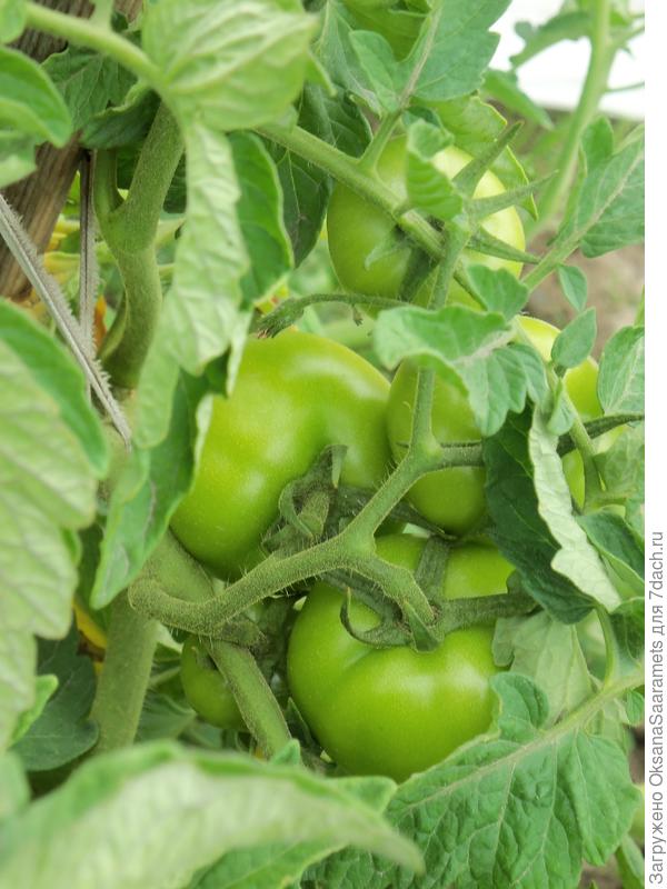 Плоды Быстрёнка 27 июля