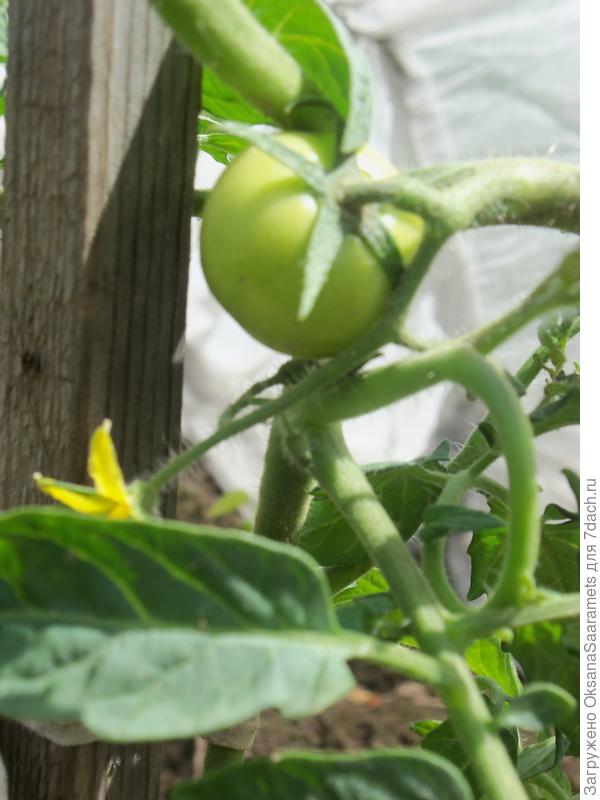 Первые завязи