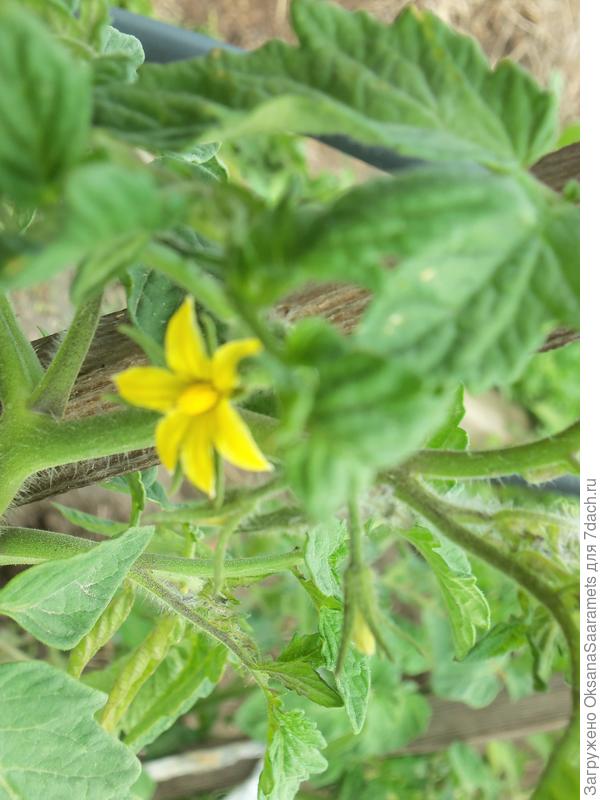 Начало цветения Быстрёнка после адаптации