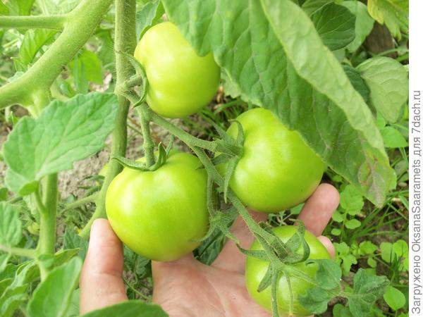 Плоды Рубинчика к 27 июля