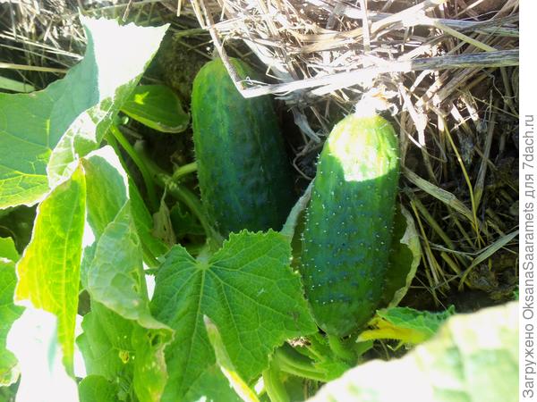 Первые огурчики! 30 мая