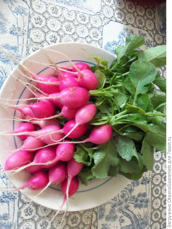 Урожай "Пинк Сюрприз"