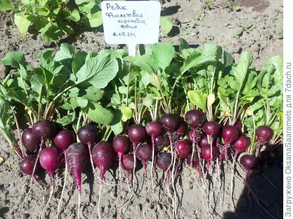 Первый сбор