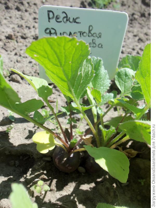 Фиолетовая королева