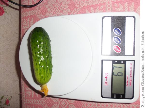 Идеальный огурец