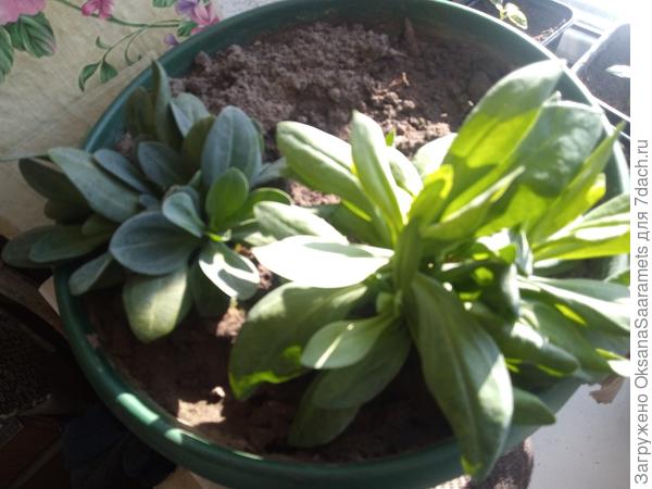 Прошлогодняя высокорослая эустома проснулась